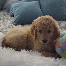 Goldendoodles from GoldenDoodles of Sweetbriar