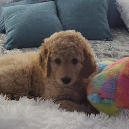 Goldendoodles from GoldenDoodles of Sweetbriar