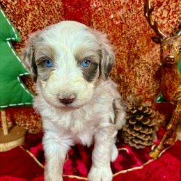 Rex - Brown merle male Aussiedoodle puppy in Marshall, Arkansas from Buffalo River Puppies