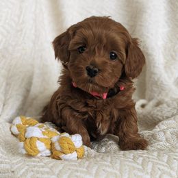 Bernedoodle and Goldendoodle Puppies from Legacy Doodles