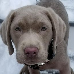 Dilute Retrievers from Hoof-N-Paw Labradors