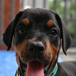 Doberman Pinschers from Valor Dobermans of N.C.