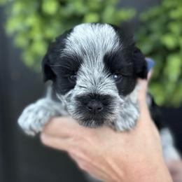 Purple girl - Parti female Miniature Schnauzer puppy in Oneonta, Alabama from Murphree Valley Kennels