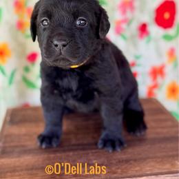 Tulip - Black female Labrador Retriever puppy in Sullivan, Missouri from O’Dell Labs