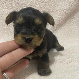 Yorkshire Terrier Puppies from Southern Sweetheart Kennels