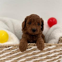 White collar - Red  female Goldendoodle puppy in Monrovia, California from Fancy Paws Inc