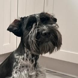 Marley - Miniature Schnauzer