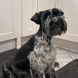 Marley - Miniature Schnauzer