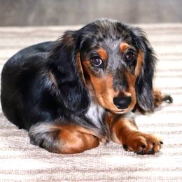 Lady Bird - Dachshund