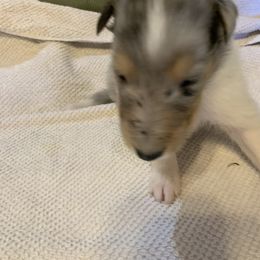 Collie Puppies from ColliesOklahoma