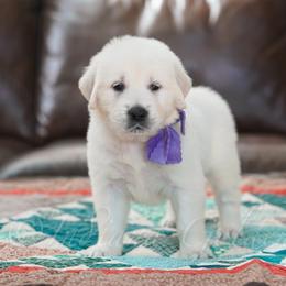 Girl 4 - female Golden Retriever puppy in Bedford, Indiana from Indiana Goldens
