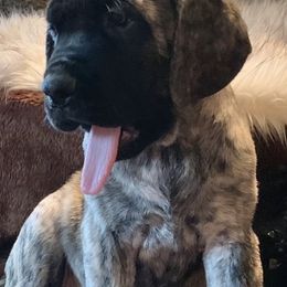 Mastiff Puppies from Eagle Pond Mastiffs
