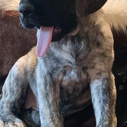 Mastiff Puppies from Eagle Pond Mastiffs