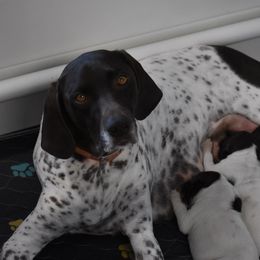 German Shorthaired Pointer puppies from Foxtail Hollow
