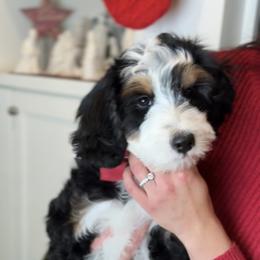 Bernedoodle, Cavapoo, and Goldendoodle Puppies from Blackberry Farm Puppies