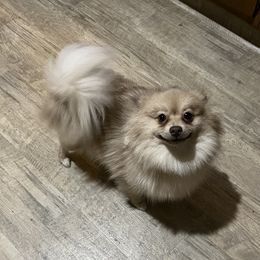 Foxy - Pomeranian