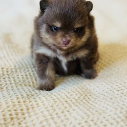 Hemingway - Chocolate parti male Pomeranian puppy in Canandaigua, New York from Fingerlakes Pomeranians