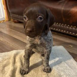 Girl 1 - Liver roan female German Shorthaired Pointer puppy in Troy, North Carolina from Uwharrie GSP