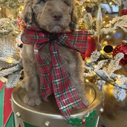 Boy 2 - Merle male Goldendoodle puppy in San Augustine, Texas from Vintage Doodles