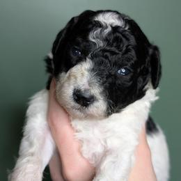 Alphonse - Parti male Poodle puppy in Salem Township, Maine from Moirae Poodles