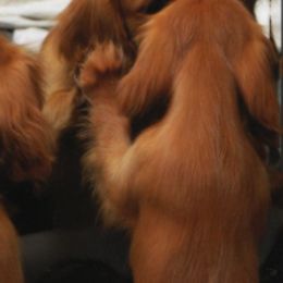 Cavalier King Charles Spaniels from Lynsfaire Cavaliers