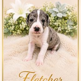 Fletcher - Mantle merle male Great Dane puppy in Liberty, New York from Catskills Greatest Danes