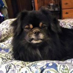 Tibetan Spaniel All Grown Up from Bandor Tibetans