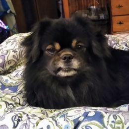 Tibetan Spaniel All Grown Up from Bandor Tibetans