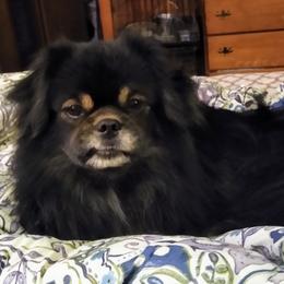 Tibetan Spaniel All Grown Up from Bandor Tibetans