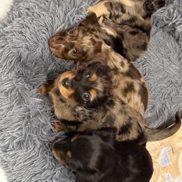 Dachshund Puppies from Birkin’ Paws