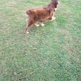 Australian Shepherd All Grown Up from T&L Wolfe Australian Shepherd