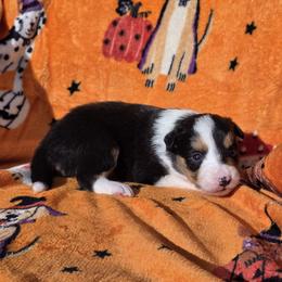 Echo - Tri-color female Border Collie puppy in Menasha, Wisconsin from Little Rose Retrievers