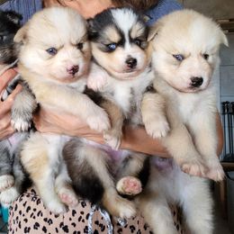 Pomsky Puppies from Schofield Homestead Pomsky's