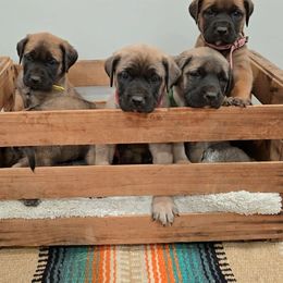 Mastiff puppies from Diana's Puppies