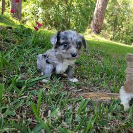 Sierra - Blue merle female Aussiedoodle puppy in Doerun, Georgia from Twig & Tail Puppies