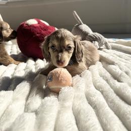 Lyra - Dapple female Dachshund puppy in San Diego, California from Enchantables