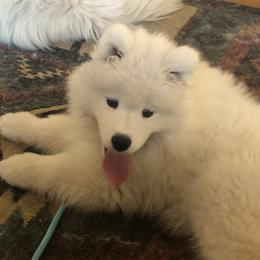 Red - White and biscuit female Samoyed puppy in Colorado Springs, Colorado from T&M Samoyeds