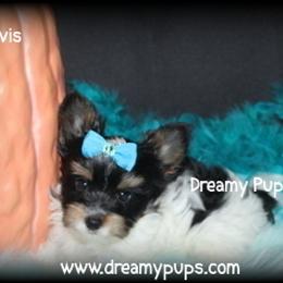 AKC Little Elvis charting 4 lbs. - Black tan and white male Biewer Terrier puppy in Kennesaw, Georgia from Dreamy Pups