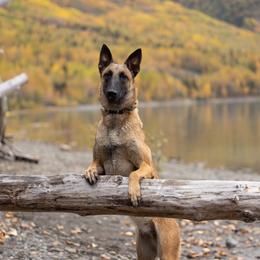 Belgian Malinois Puppies from Ak Hell Hounds
