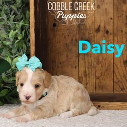 Daisy - Yellow and white female Bernedoodle puppy in Heyworth, Illinois from Cobble Creek Puppies