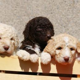 Labradoodles from Terra Swann
