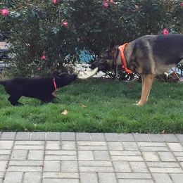 German Shepherd Puppies from Shenandoah German Shepherds