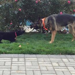 German Shepherd Puppies from Shenandoah German Shepherds