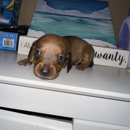 Dachshund Puppies from Autumns Dachshunds