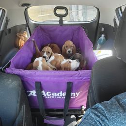 Basset Hound Puppies from Happy Hound Bassets of Whitney