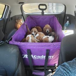 Basset Hound Puppies from Happy Hound Bassets of Whitney
