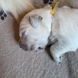 Yellow - Golden male Golden Retriever puppy in Lucasville, Ohio from Halo Kennels
