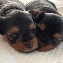 Yorkshire Terriers from Cali Hands Yorkshire Terriers