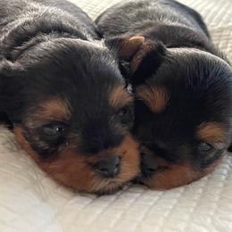 Yorkshire Terriers from Cali Hands Yorkshire Terriers