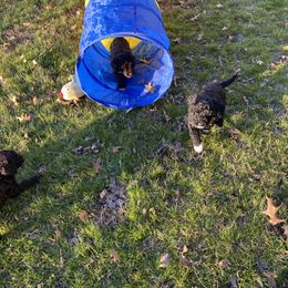 Portuguese Water Dog Puppies from Infiniti